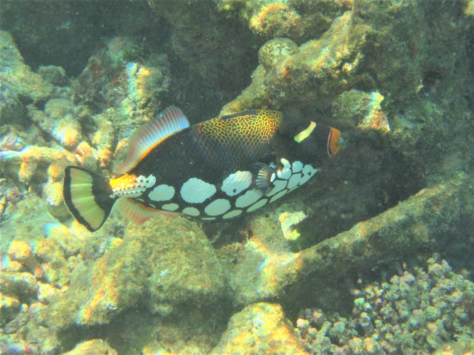 Clown Triggerfish I saw while snorkeling Komandoo Maldives