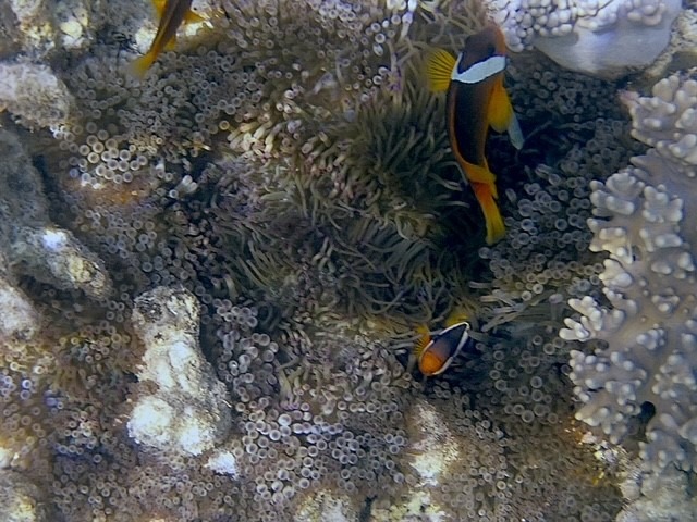 Clownfish with anemone in Fiji