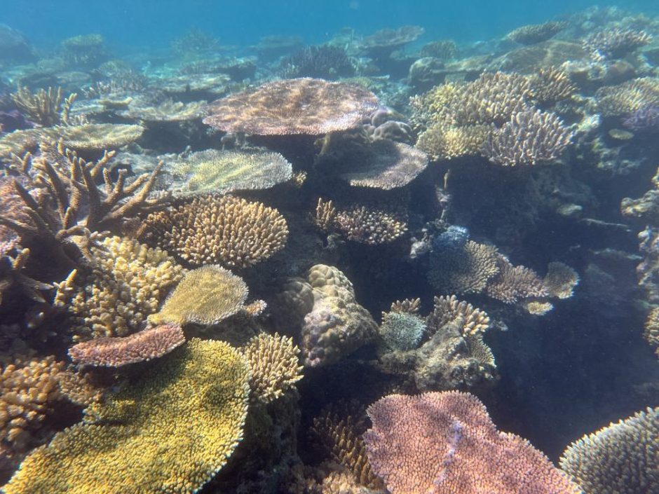 Colorful hard coral reef we saw while snorkeling Navini Island Fiji