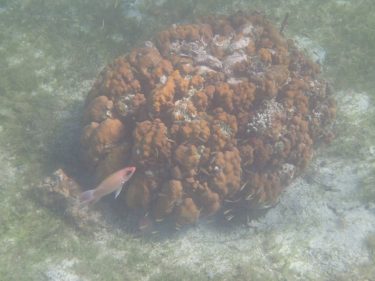 St. John USVI Snorkeling Report - January 2024