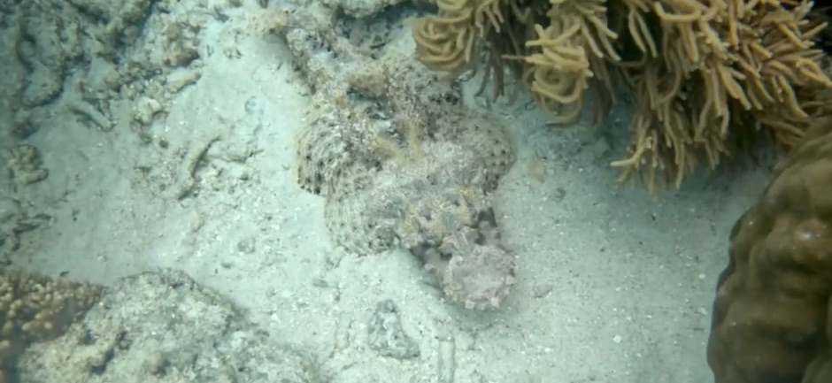 Crocodilefish found while snorkeling in the Derawan Islands
