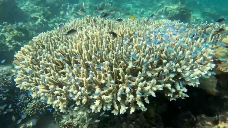 Damselfish in a table coral in Saronde Island