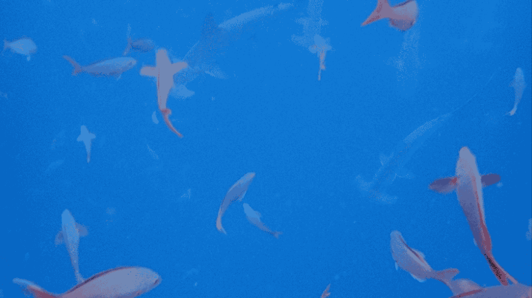 Fish and hammerhead sharks in Galapagos