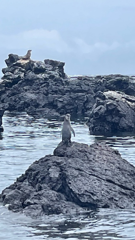 Penguin and Sea Lion on rocks in the sea in Galapagos