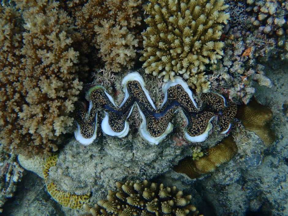Giant Clam and corals at Navini Island Resort