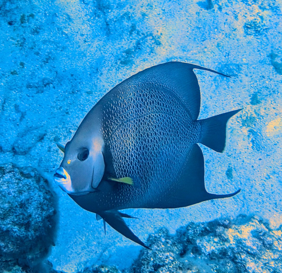 Gray Angelfish in Nassau Bahamas taken with Pixel 9 Pro XL in a Divevolk housing