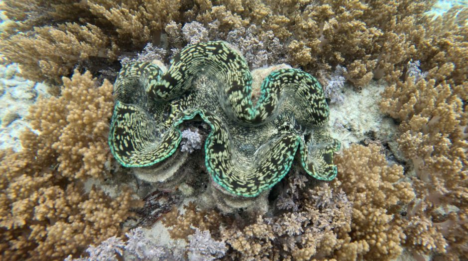 Green Giant Clam in Raja Ampat
