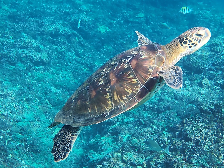 Green Sea Turtle seen while snorkeling Nusa Lembongan