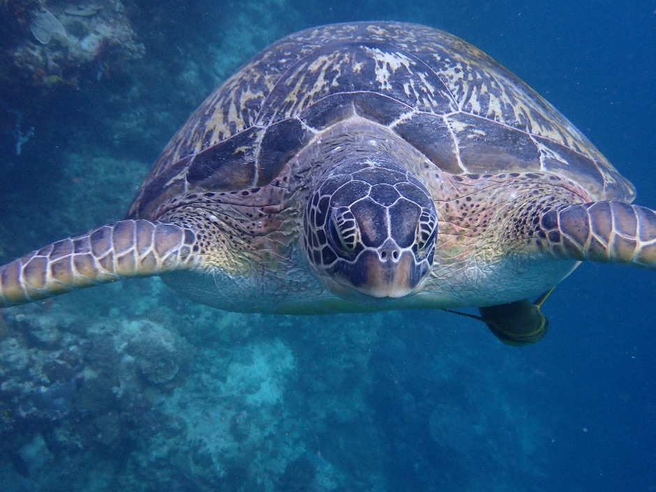 Green Sea Turtle in Wakatobi