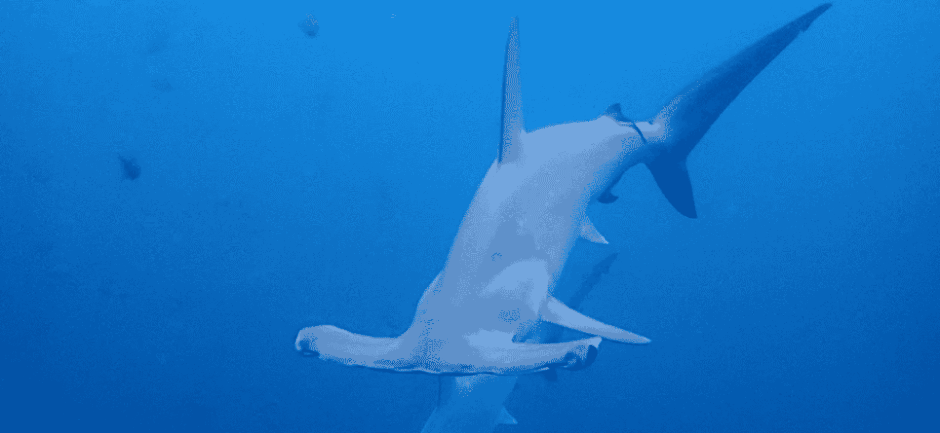 Hammerhead Shark in Galapagos