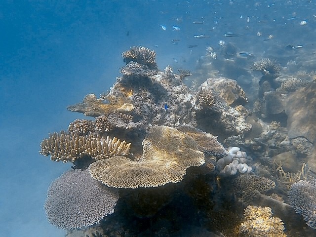 Hard coral head with fish in Fiji