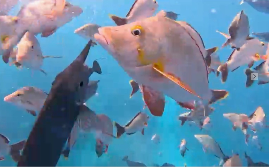 Humpback Red Snappers in Rangiroa