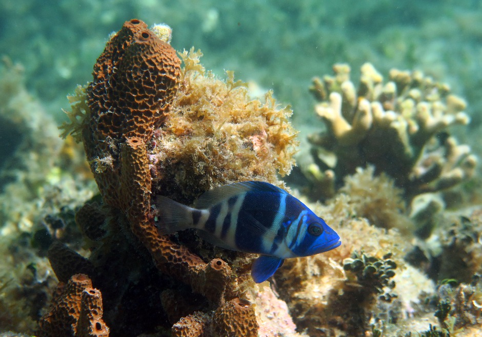 Indigo Hamlet with sponge snorkeling St John USVI trip report