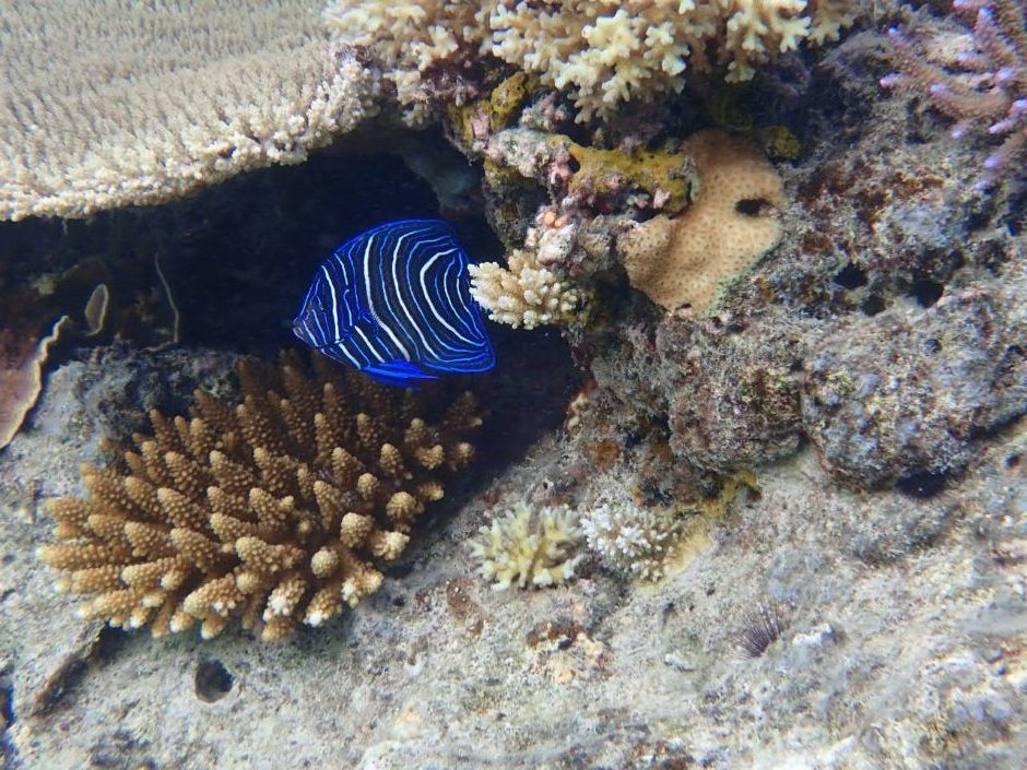 Juvenile Angelfish on Navini Reef