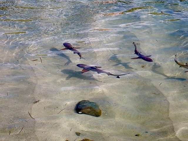 Juvenile Black-tip Reef Sharks in Fiji