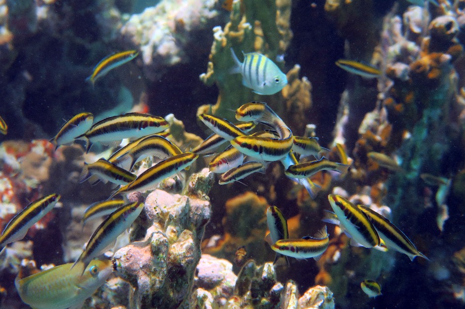 School of juvenile wrasse St John USVI