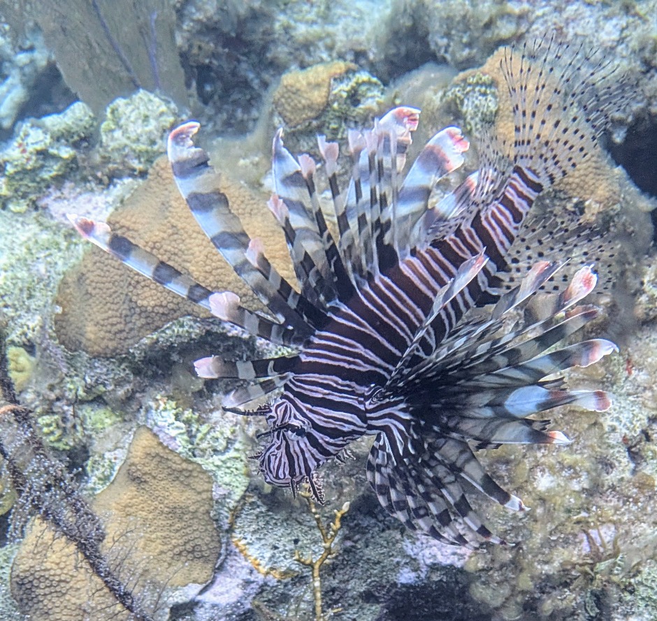Lionfish in Nassau Bahamas taken with Pixel 9 Pro XL in a Divevolk housing