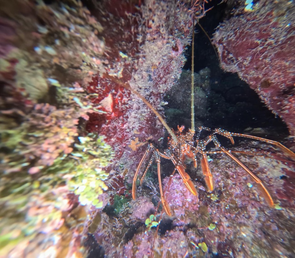 Lobster at night in Roatan