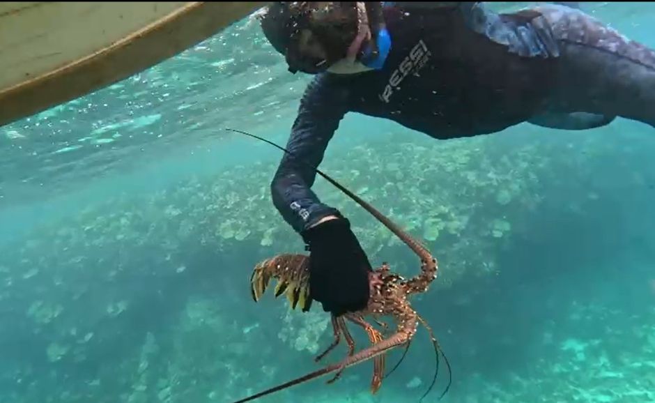 Caribbean Spiny Lobster held by a person in the San Blas Islands Panama