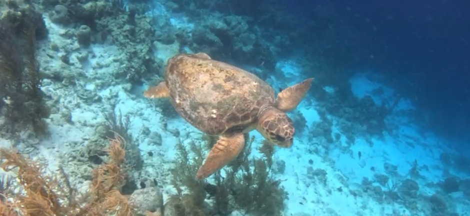 Loggerhead turtle Walter saw while snorkeling in Bonaire