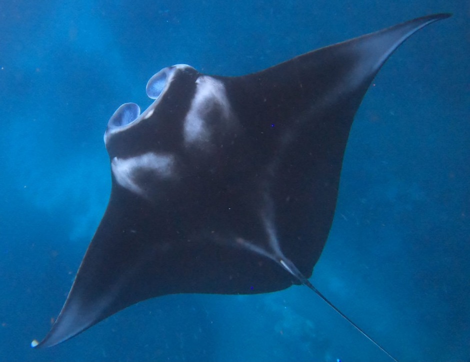 Manta Ray in Nusa Lembongan