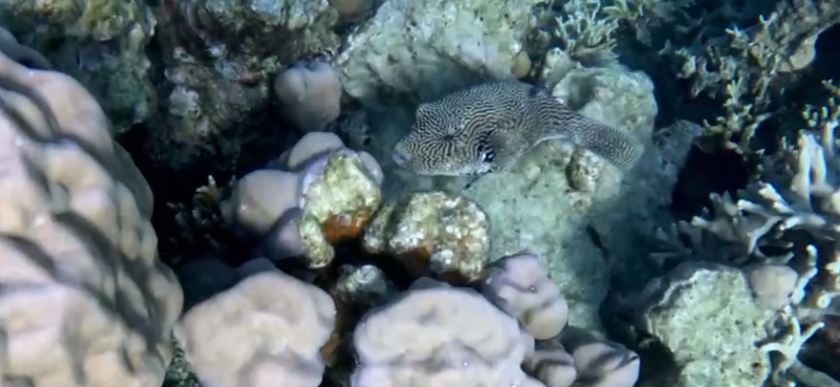 Map Pufferfish with corals I saw while snorkeling at Saronde Island