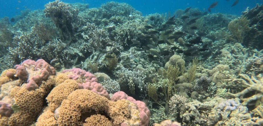 Metita Coral Reef with school of fish