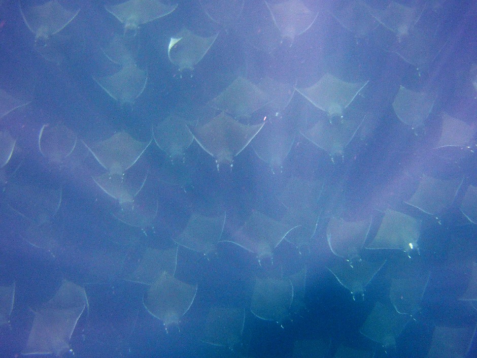 Snorkeling With Mobula Rays in La Paz Mexico