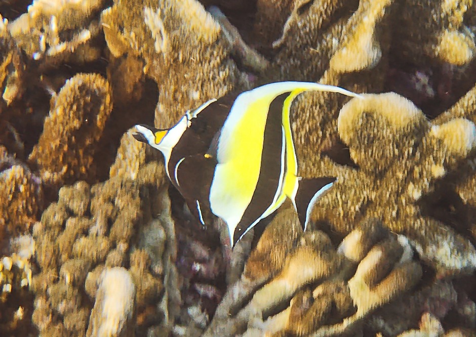 Moorish Idol in Nusa Lembongan