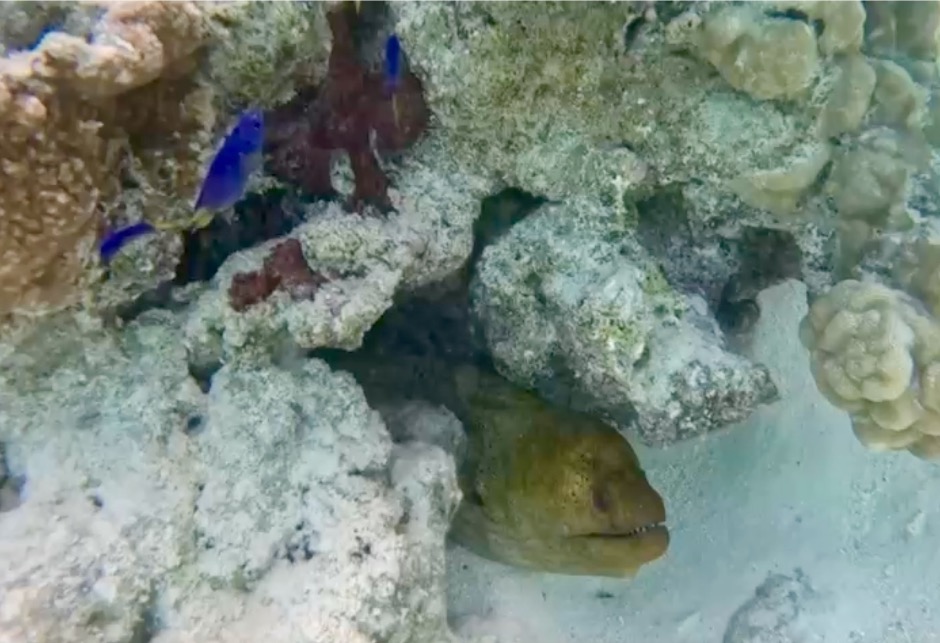 Moray Eel in Green Lagoon in Rangiroa