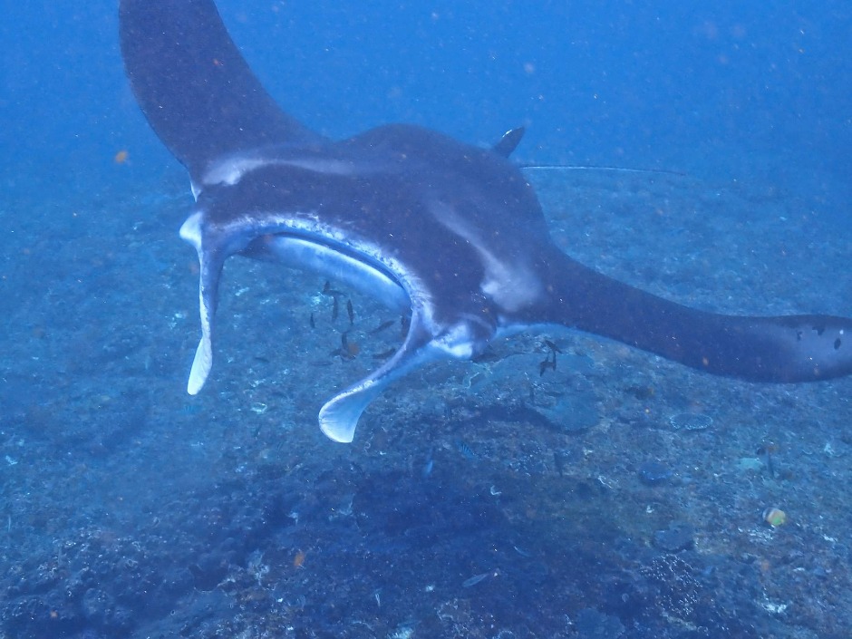 Mouth of manta ray in Nusa Penida