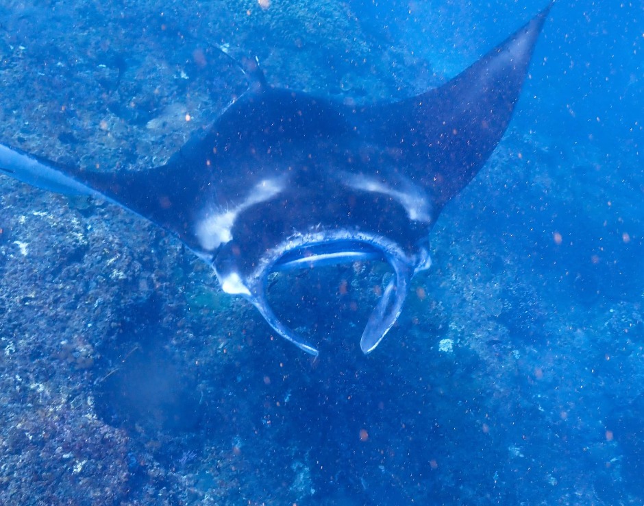 Mouth of manta ray in Nusa Penida
