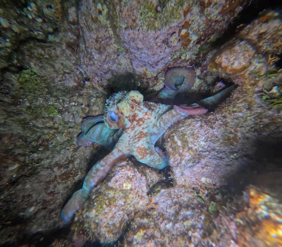 Octopus while night snorkeling in Roatan