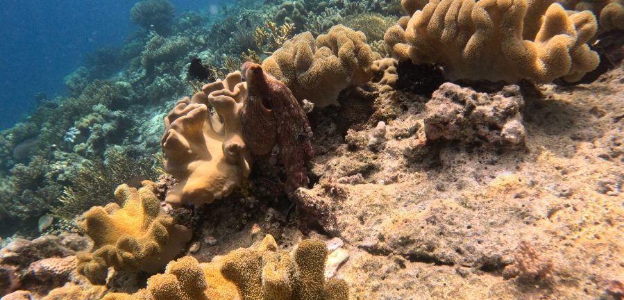 Octopus on coral reef near Metita Beach and Dive Resort
