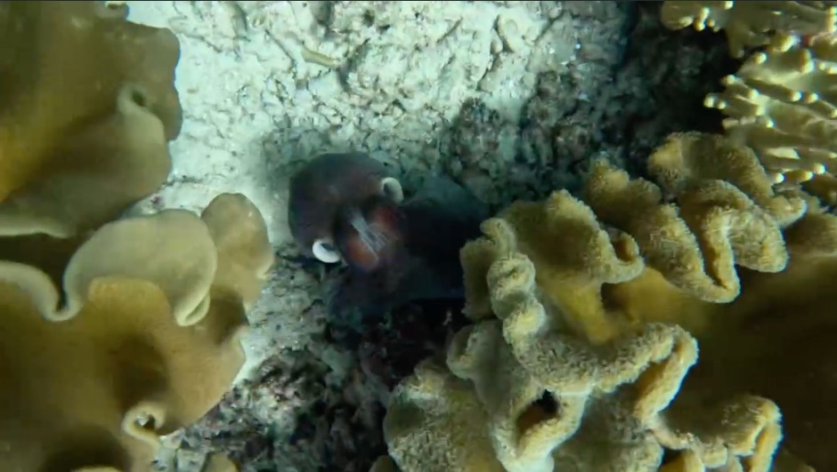 Octopus peeking out under leather coral at Metita Resort
