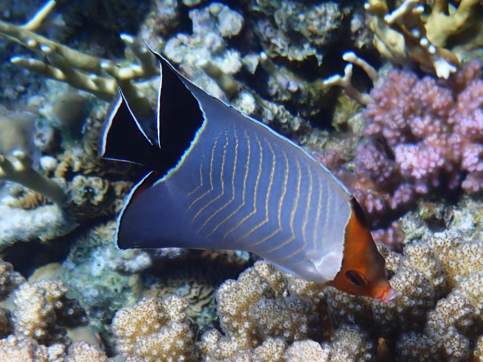 Orangeface Butterflyfish Jaz Fanara Resort Egypt
