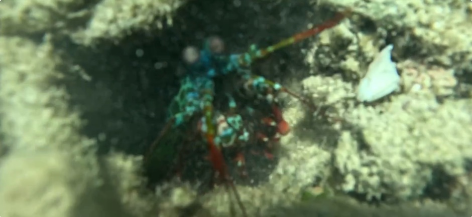 Front end of a Peacock Mantis Shrimp at Saronde Island