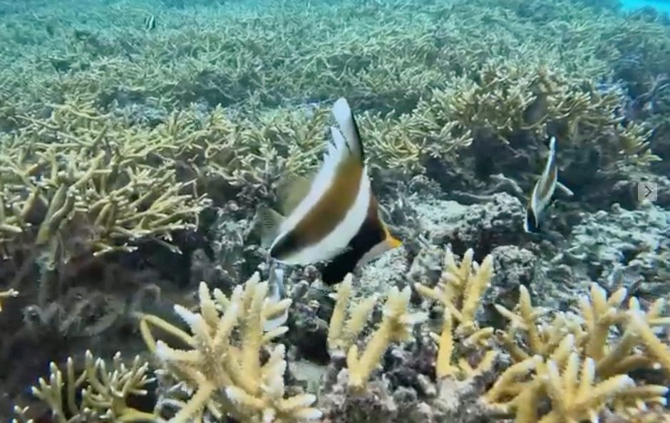 Pennant Bannerfish over Staghorn coral in French Polynesia