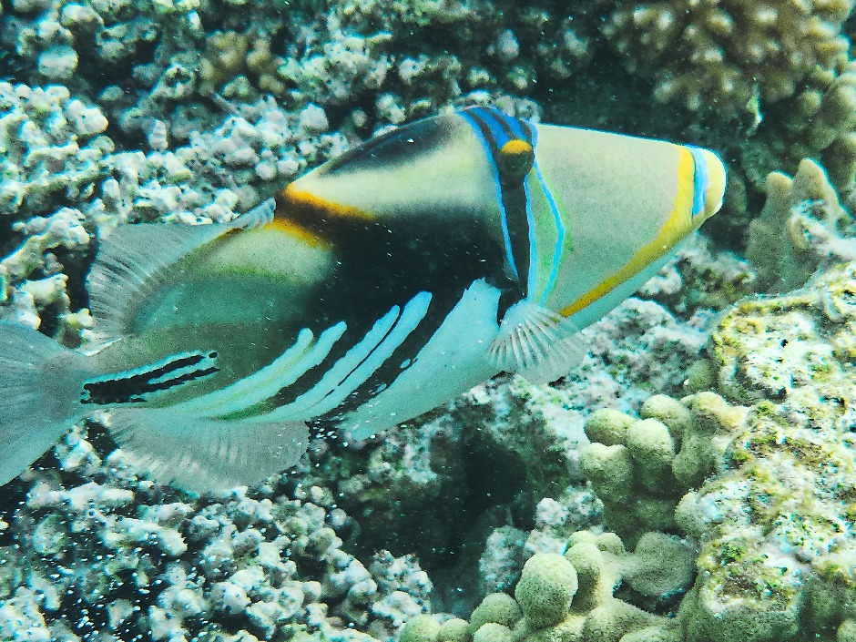 Picasso Triggerfish Lady Elliot Island
