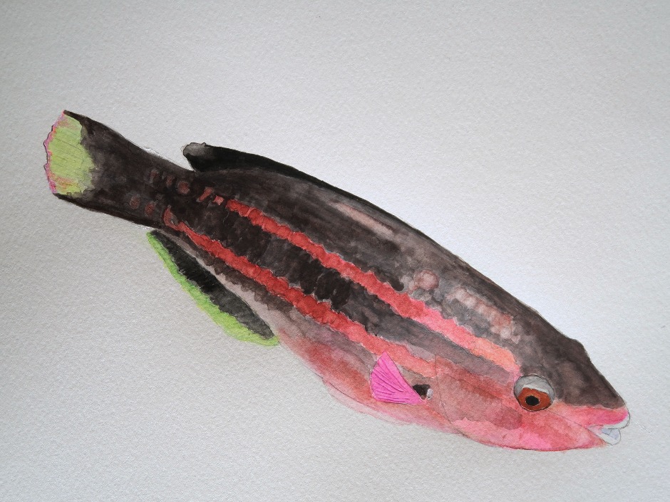 Princess Parrotfish Watercolor Painting