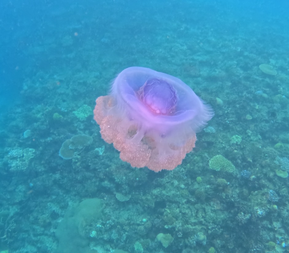 Purple Jellyfish spotted while snorkeling Matamanoa Island Resort Fiji