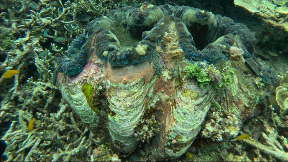 Giant Clam in Raja Ampat