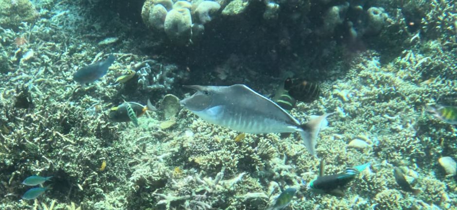 Humpback Unicornfish in Raja Ampat