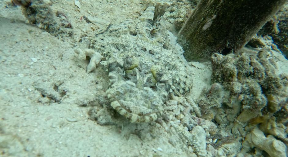 Crocodilefish at the base of a jetty piling in Raja Ampat