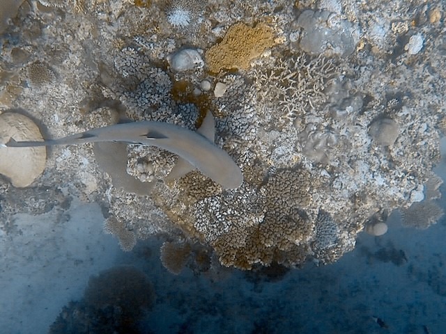 Reef shark over coral in Fiji