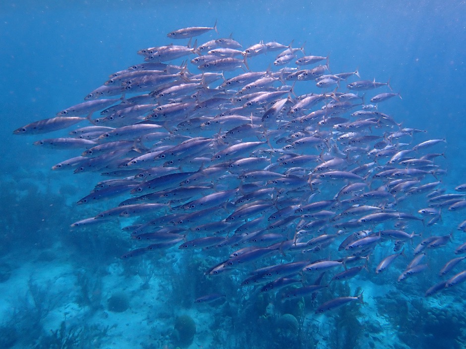 Large school of scads in Bonaire