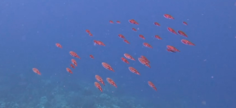 School of squid in Bonaire