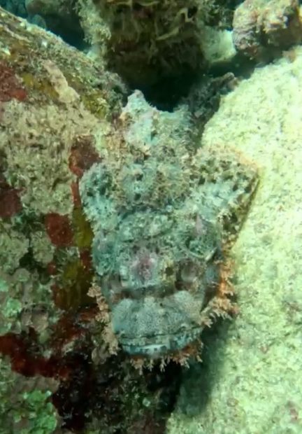 Scorpionfish in Derwan Islands