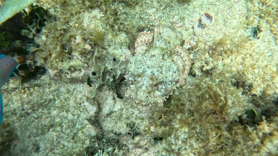 Camouflaged scorpionfish San Blas Islands Panama
