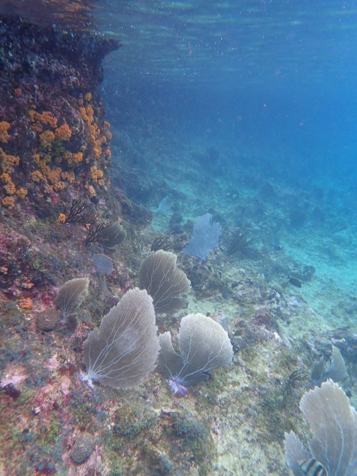 Sea fans at Klein Knip Curacao